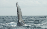 Humpback whale