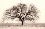 Miami Street Tree
