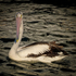 Australian Pelican