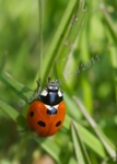 Lady bird on grass stem no.2. DSC_6786 - Version 2