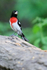Rose-breasted Grosbeak (male), Minnesota, USA
