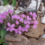 Rock soapwort (Saponaria ocymoides)