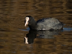 Coot