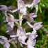 Short -spurred fragrant orchid (Gymnadenia odoratissima)  also known as Alpine fragarnt orchi