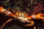 Liocarcinus depurator pair