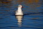 Black-headed Gull