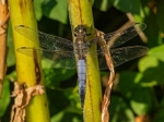Black-tailed Skimmer