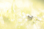 The Common Frog _ 017 , Rana temporaria