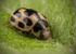 14-Spot Ladybird