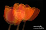 070420 -0221a