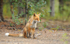 Red fox at the campsite.