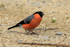 Bullfinch (male) feeding on seed at Otmoor RSPB