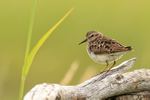 Least Sandpiper (breeding adult), Johnson River, Lake Clark NP, Alaska