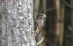 Common Buzzard