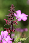 Hedge Woundwort flower spike, Oxfordshire, England