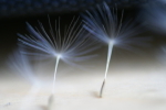 Seed Ballet