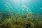 Shallow bay with variety of seaweeds