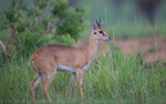 The magnificent Murchison national park