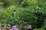 White-naped Brushfinch...