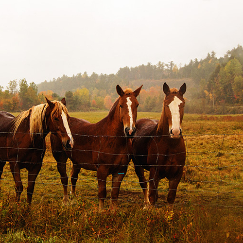 Three horses converge amid a backdrop of autumn foliage in rural Northumberland county, New Brunswick, Canada.