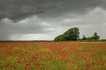 Poppies Gaunts Common