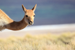 Close view of adult Vicuna head, Lake Miscanti, Chile