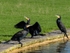 Cormorants
