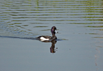 Tufted Duck