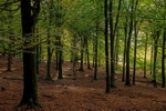 Autumn Beech Woods