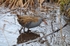 Water Rail