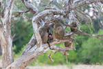 Baboons in Tree 2