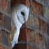 Barn Owl perched in a window