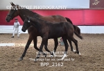 BPP_2162