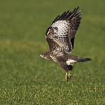 Buzzard takes off from a field