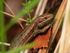 Common (or Viviparous) Lizard