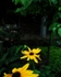 Daisies in the Fading Light