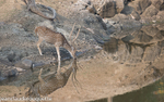Chital