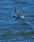 Arctic Tern in flight at Farmoor