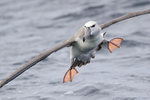 Shy Albatross close landing, at sea, South Africa