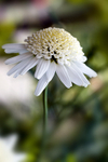 Flower - 3070