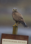 COMMON BUZZARD, ISLE OF MULL