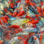 Koi - Chinese Garden