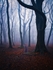 Wilsons Woods