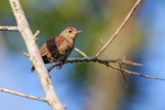 Southern House Wren, C...