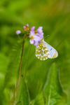 Orange tip butterfly Anthocharis cardamines-4108