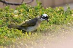 Light-vented Bulbul portfolio