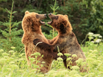 Play-fighting Brown Bears, Silver Salmon Creek, Alaska