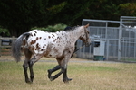 WJ6_8508
