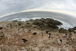 Rockhopper Penguin colony, Cape Bougainville, East Falkland