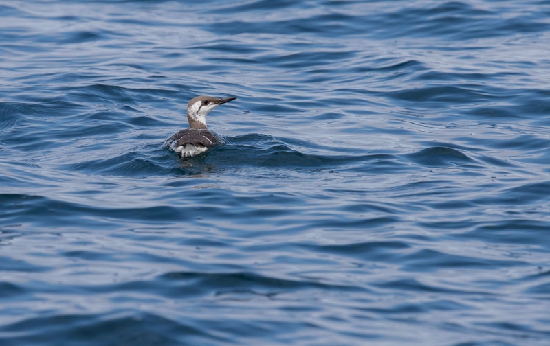 Common Guillemot (Winter plumage) - Ascrib Islands - Off the Isle of Skye - Scotland